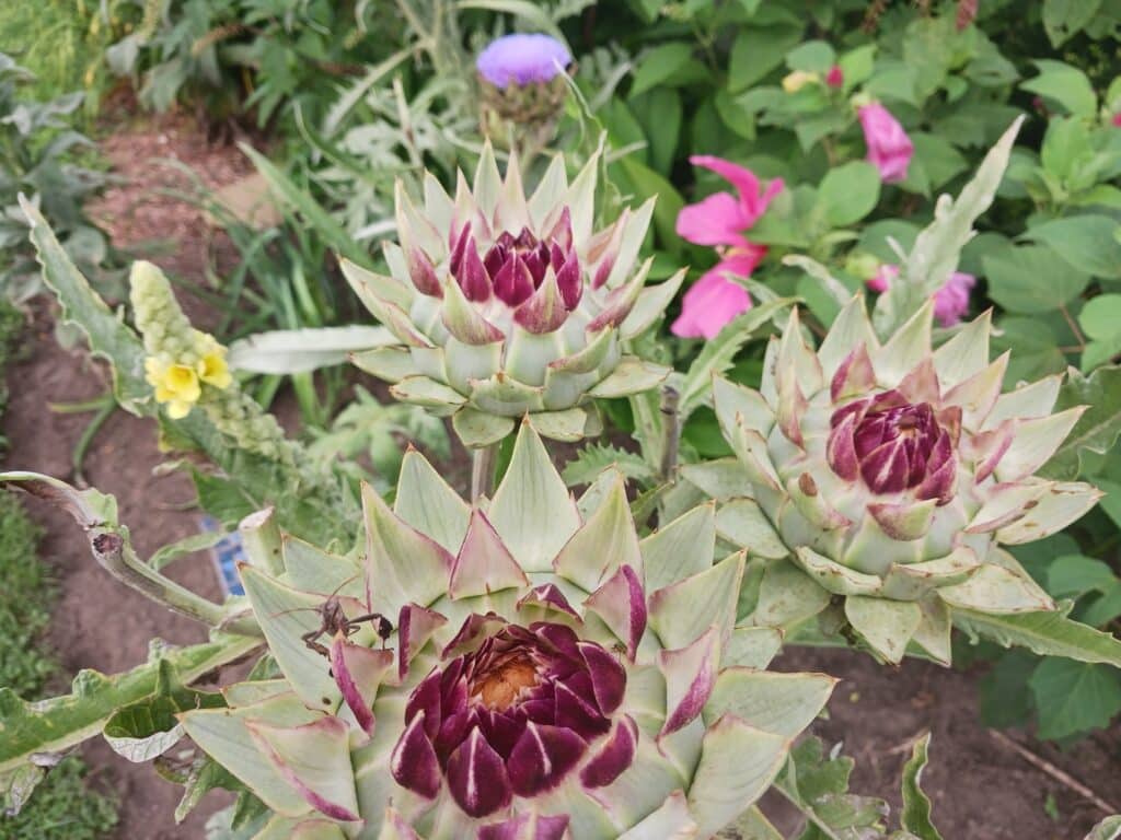 photo of artichokes blooming