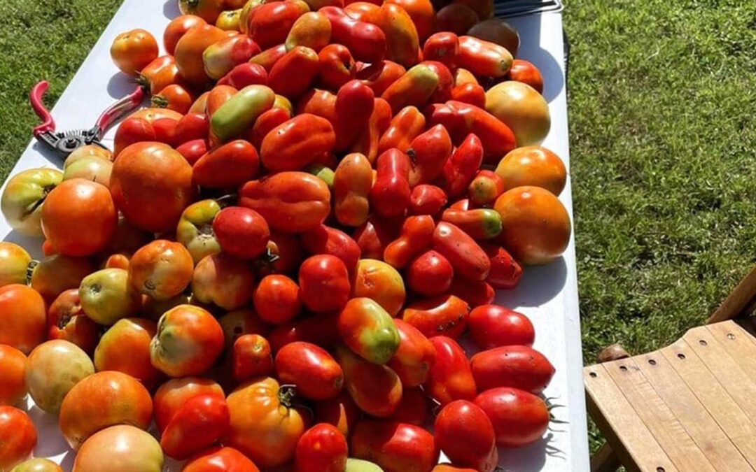 Tomates on table